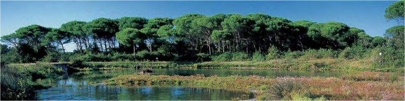 Ravenna 